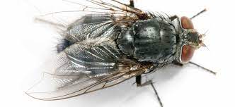 Fly Pest Control Sydney